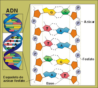Juan Manuel lopez-David Gallego-Santiago Betancur: ESTRUCTURA DEL ADN